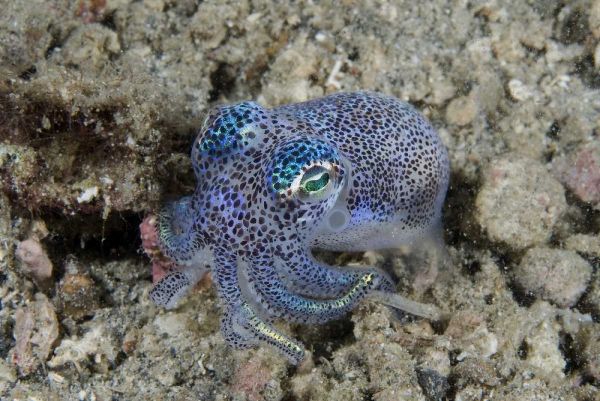 Indonesia Bobtail squid burrows into sea floor